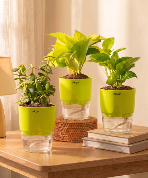 Good Luck Trio - Set of 3 Vastu Aligned Self Watering Plants