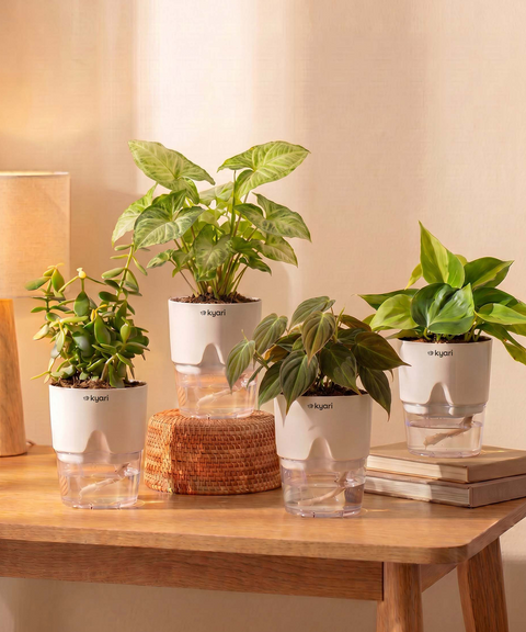 Air Purifying Combo - Set of 4 Self Watering Plants