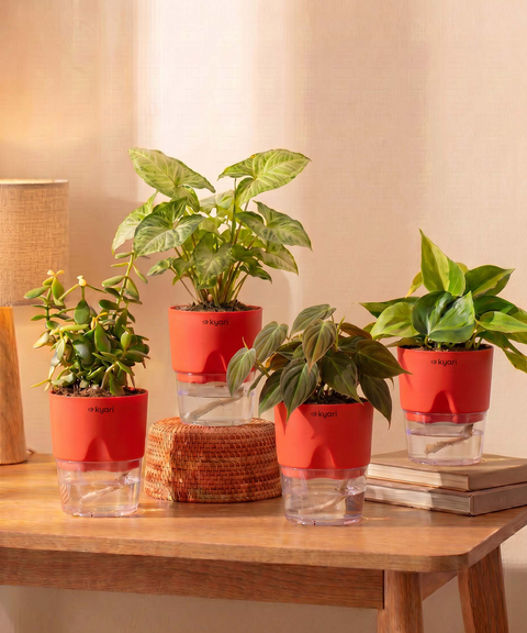 Air Purifying Combo - Set of 4 Self Watering Plants