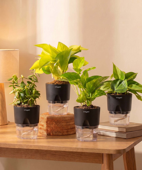 Low Maintenance Combo - Set of 4 Self Watering Plants
