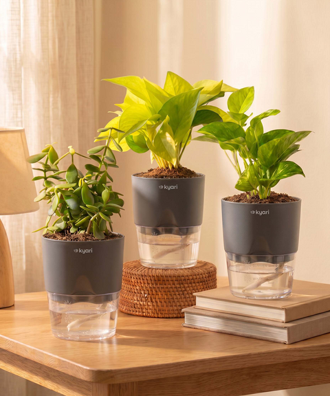 Good Luck Trio - Set of 3 Vastu Aligned Self Watering Plants