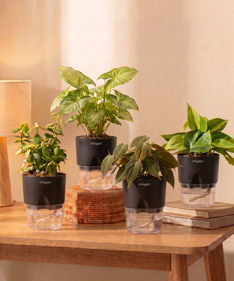 Air Purifying Combo - Set of 4 Self Watering Plants