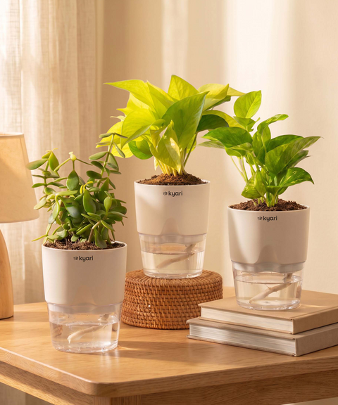 Good Luck Trio - Set of 3 Vastu Aligned Self Watering Plants