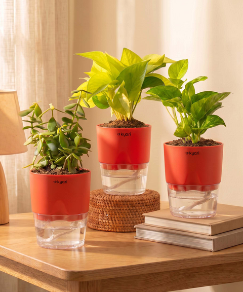 Good Luck Trio - Set of 3 Vastu Aligned Self Watering Plants