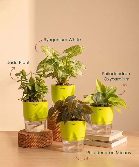 Air Purifying Combo - Set of 4 Self Watering Plants