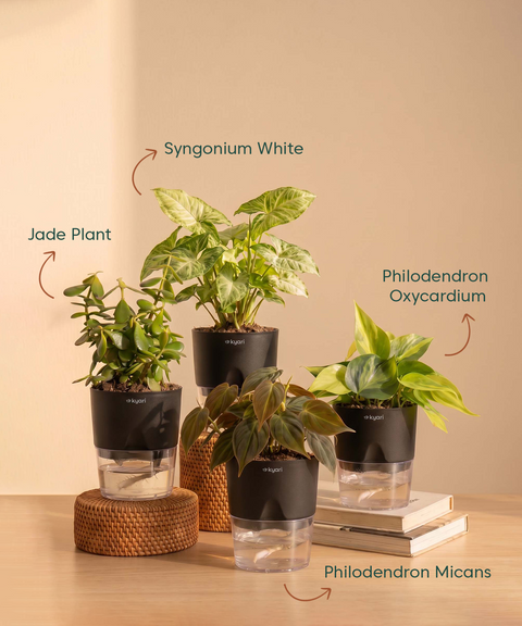 Air Purifying Combo - Set of 4 Self Watering Plants