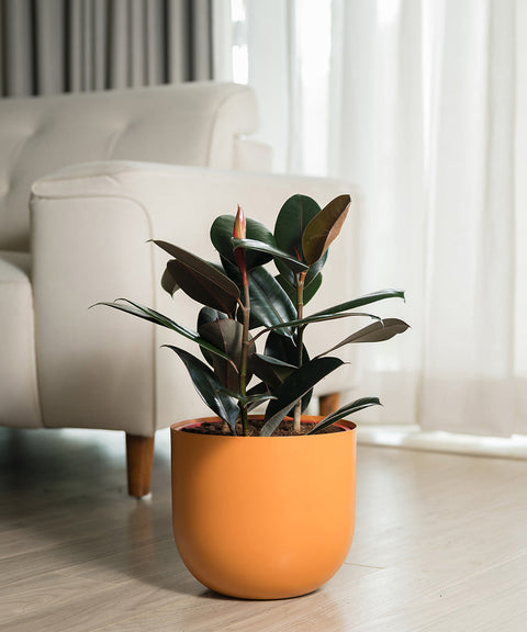 Black Rubber with Arbor Metal Planter
