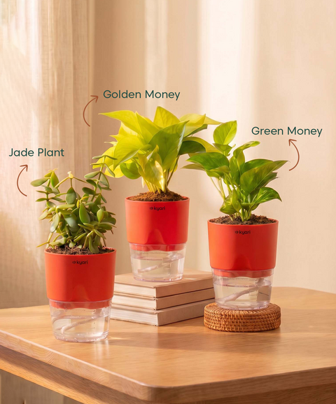 Good Luck Trio - Set of 3 Vastu Aligned Self Watering Plants