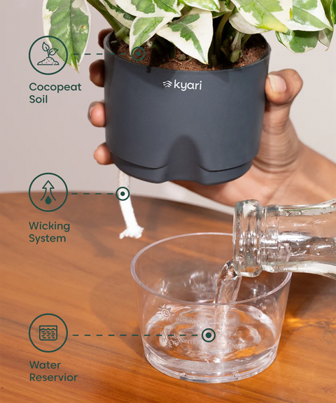 Philodendron Oxycardium Plant With Self Watering Pot