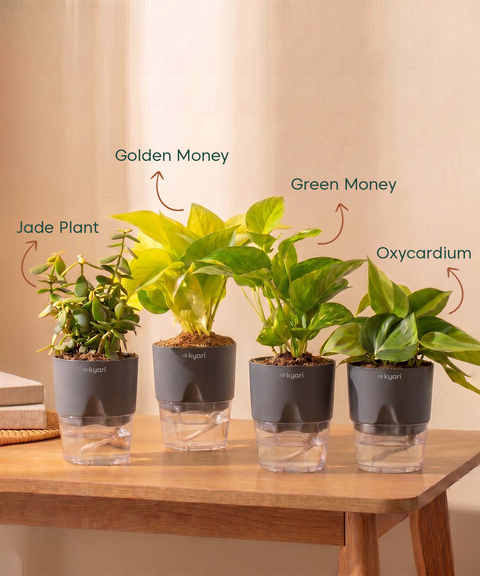 Low Maintenance Combo - Set of 4 Self Watering Plants