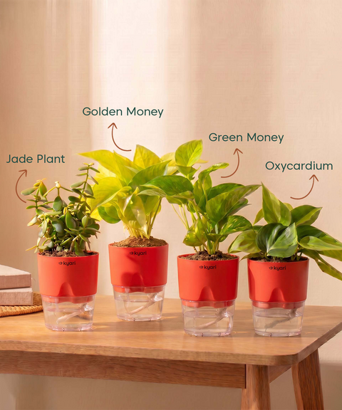 Low Maintenance Combo - Set of 4 Self Watering Plants