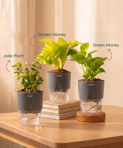 Good Luck Trio - Set of 3 Vastu Aligned Self Watering Plants