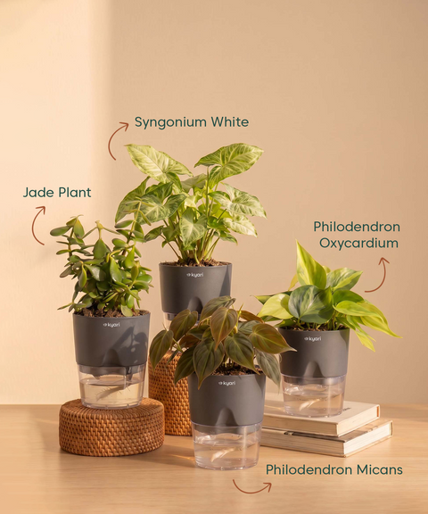 Air Purifying Combo - Set of 4 Self Watering Plants