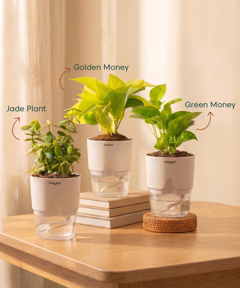 Good Luck Trio - Set of 3 Vastu Aligned Self Watering Plants
