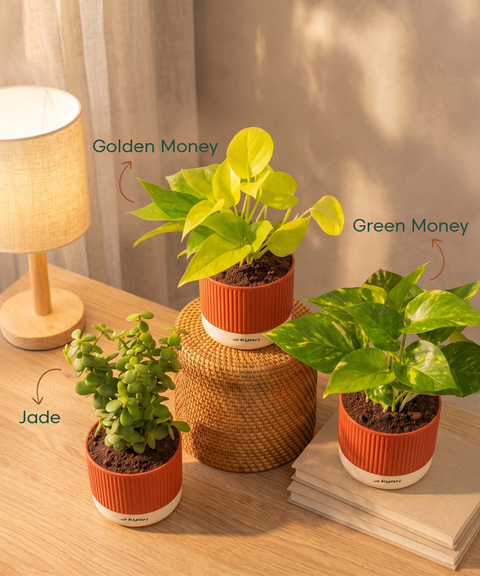 Lucky Plants Combo - Set of 3 Self Watering Plants