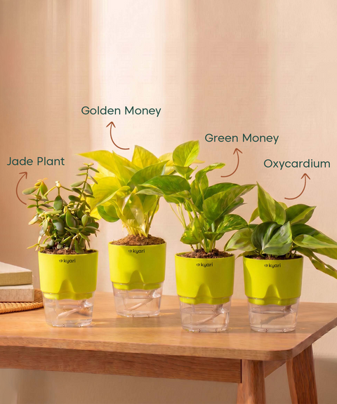 Low Maintenance Combo - Set of 4 Self Watering Plants