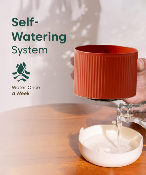 Syngonium Pixie White Plant with Mylo Self Watering Pot