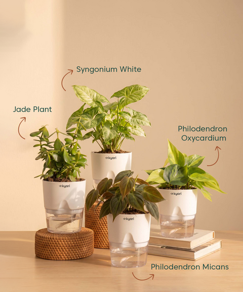 Air Purifying Combo - Set of 4 Self Watering Plants