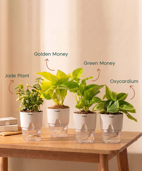 Low Maintenance Combo - Set of 4 Self Watering Plants