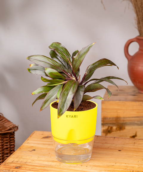 Dracaena Compacta Plant with self watering pot - Cred