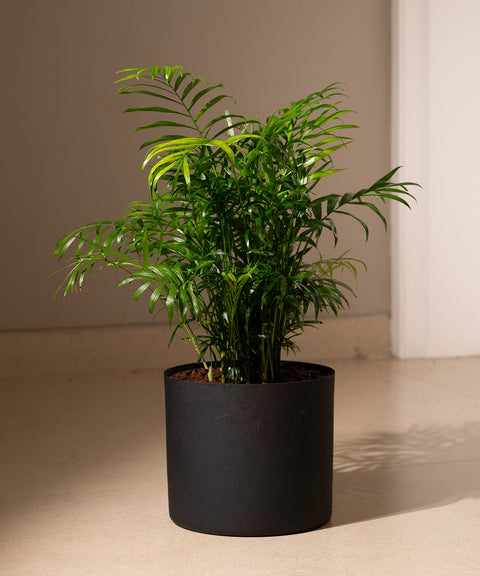 Chamaedorea Palm Plant With Large Metal Self Watering Pot