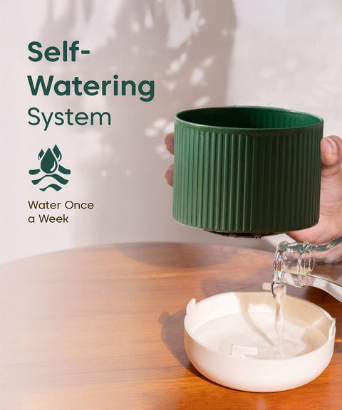 Syngonium Pixie White Plant with Mylo Self Watering Pot