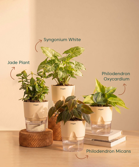 Air Purifying Combo - Set of 4 Self Watering Plants