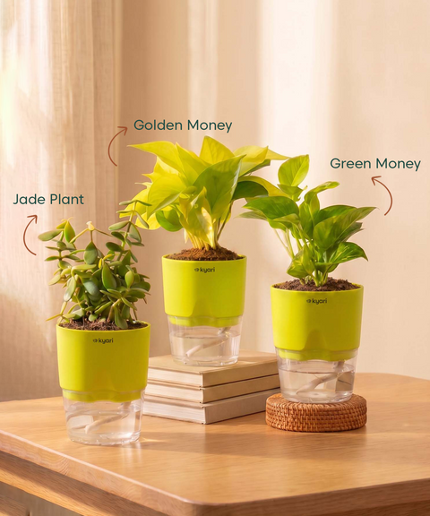 Good Luck Trio - Set of 3 Vastu Aligned Self Watering Plants