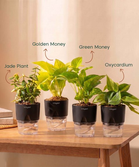 Low Maintenance Combo - Set of 4 Self Watering Plants