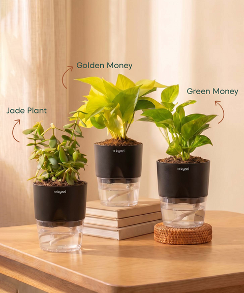 Good Luck Trio - Set of 3 Vastu Aligned Self Watering Plants