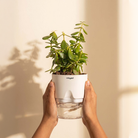 Lucky Jade Plant With Self Watering Pot