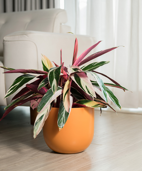 Calathea Triostar with Extra Large Metal Self Watering Pot Bonanza
