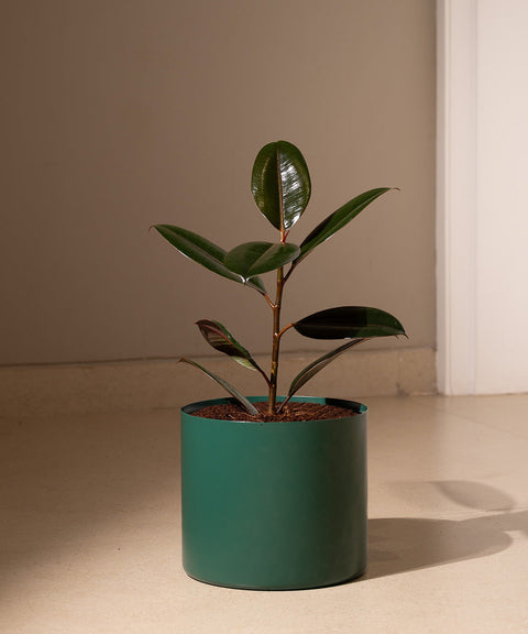 Black Rubber with Zen Metal Planter