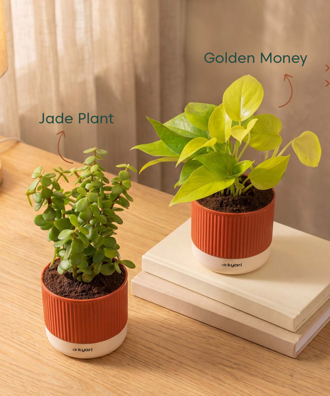 Lucky Plants Combo - Set of 2 Self Watering Plants