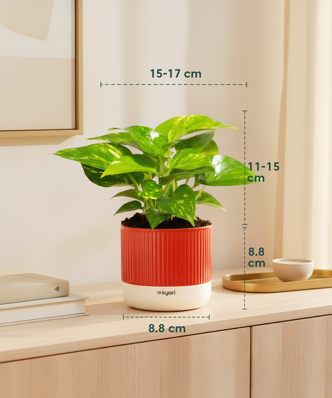 Lucky Money Plant Combo