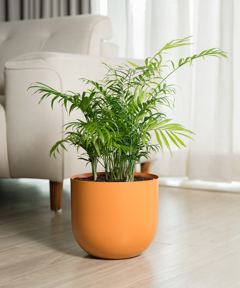 Chamaedorea Palm Plant With Extra Large Metal Self Watering Pot