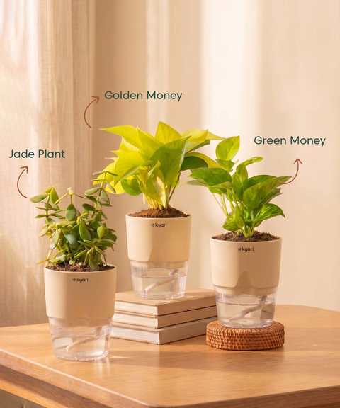 Good Luck Trio - Set of 3 Vastu Aligned Self Watering Plants