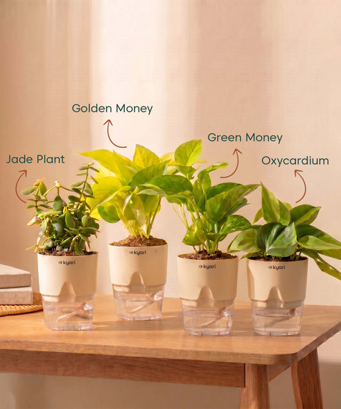 Low Maintenance Combo - Set of 4 Self Watering Plants