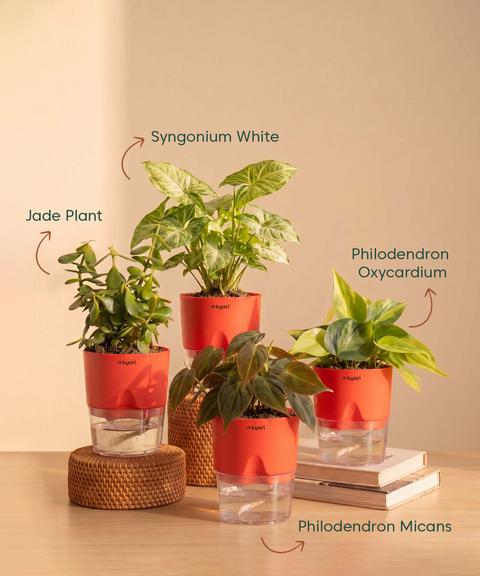 Air Purifying Combo - Set of 4 Self Watering Plants