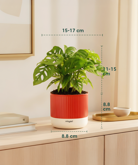Stress Relief Indoor Plant Combo