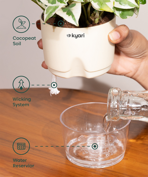 Philodendron Oxycardium Plant With Self Watering Pot