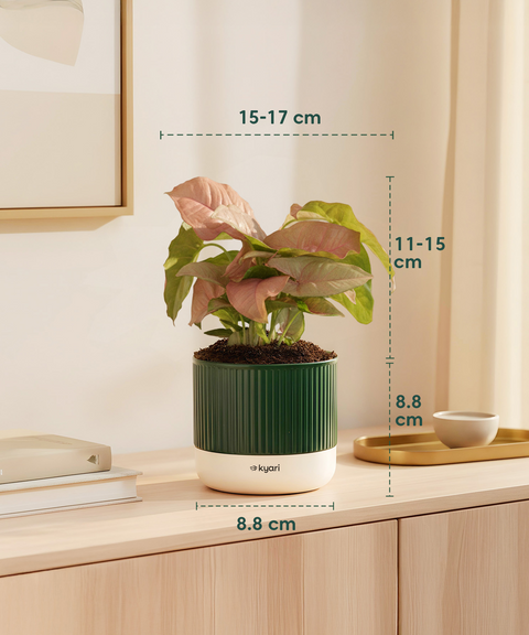 Syngonium Pink Plant with Mylo Self Watering Pot -  Cred Offer