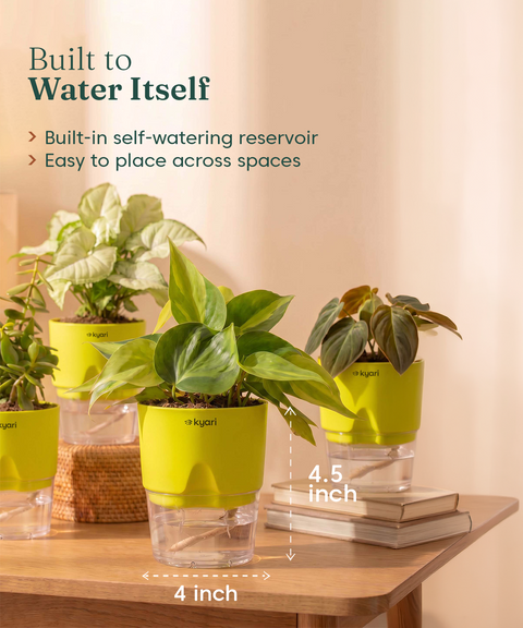 Air Purifying Combo - Set of 4 Self Watering Plants