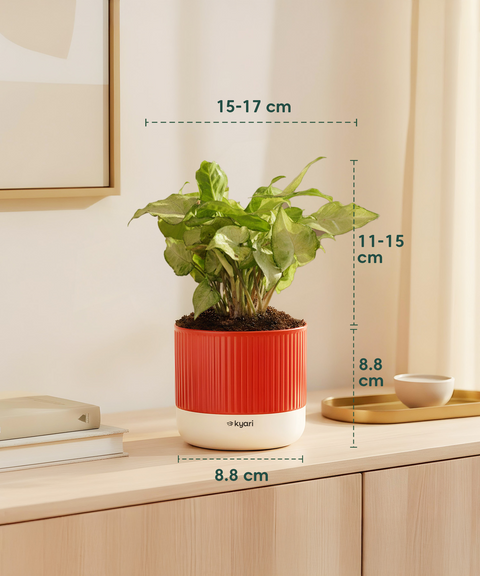 Syngonium Pixie White Plant with Mylo Self Watering Pot