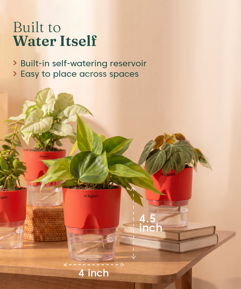 Air Purifying Combo - Set of 4 Self Watering Plants