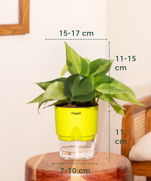 Philodendron Oxycardium Plant With Self Watering Pot