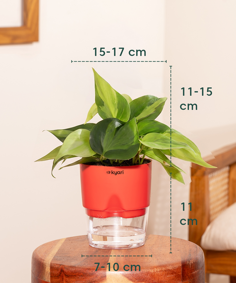 Philodendron Oxycardium Plant With Self Watering Pot