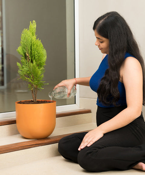 Thuja Plant with Extra Large Metal Self Watering Pot