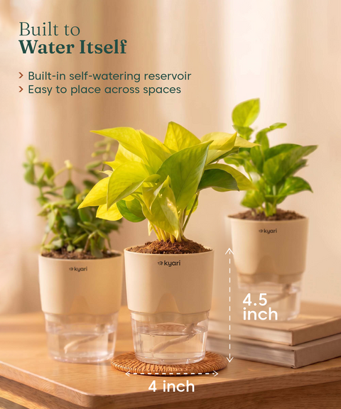 Good Luck Trio - Set of 3 Vastu Aligned Self Watering Plants