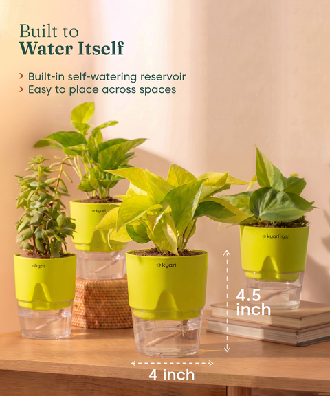 Low Maintenance Combo - Set of 4 Self Watering Plants
